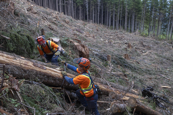 Forestry workers in hard hats and high-vis vests working on a steeply sloped mountainside